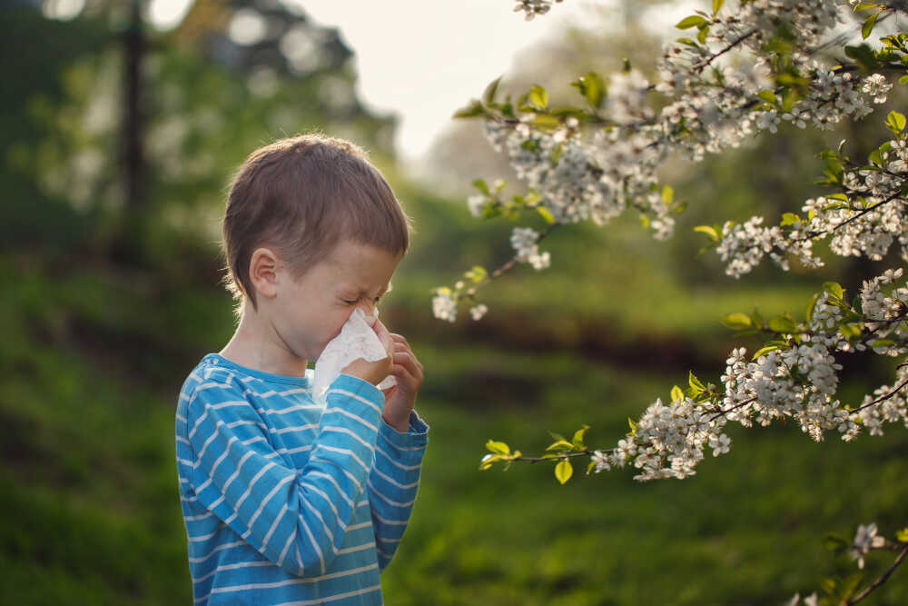 dziecko alergik kicha bo drzewa pylą